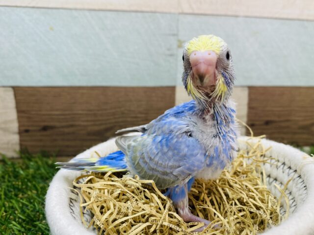 濃いめのブルーに惹かれちゃいます🥰セキセイインコのレインボー🌈