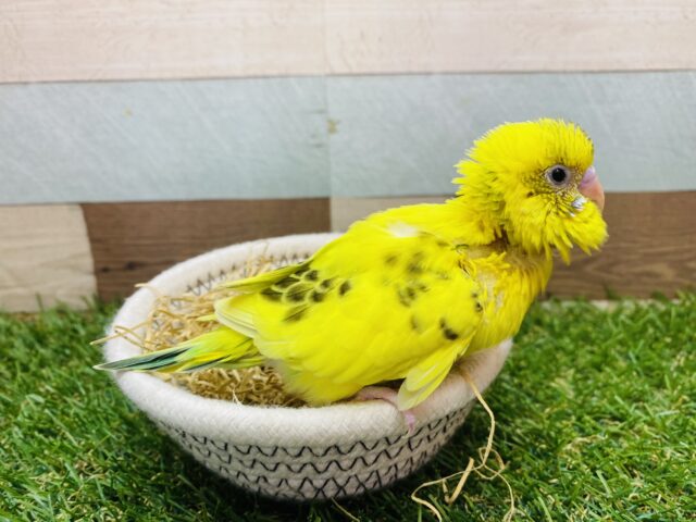 セキセイインコ