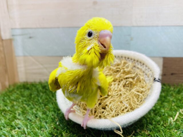 最新画像有ります❗️小さなヒヨコちゃん…❓いや、セキセイインコです❗️真っ黄色なセキセイインコ（ダブルファクター）⭐️