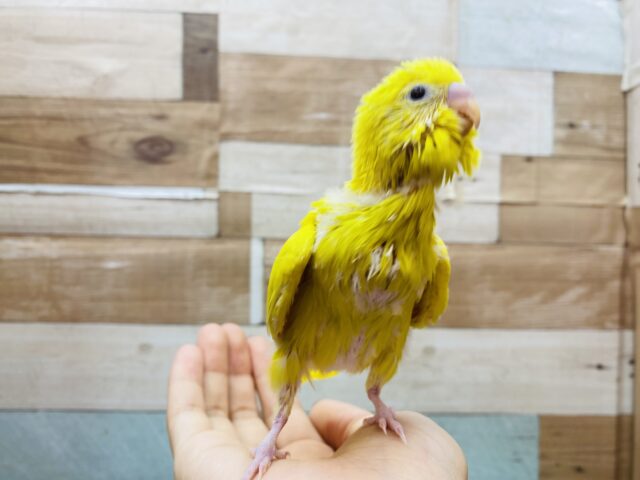 セキセイインコ