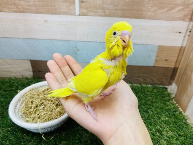 セキセイインコ