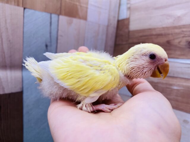 コザクラインコ（小桜インコ）