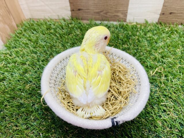 コザクラインコ（小桜インコ）