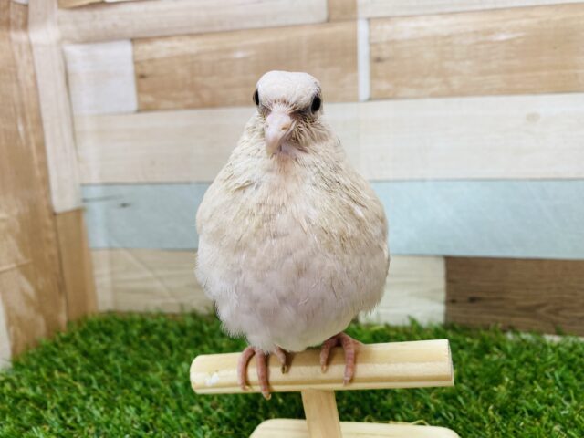 ハト胸でドヤ顔見せちゃうよ😏😏ジュズカケバトさん🐦