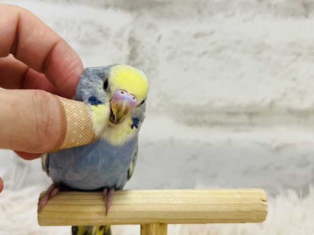 セキセイインコ