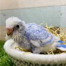 ☁️空から舞い降りてきた天使ちゃん💙セキセイインコ（スパングル）