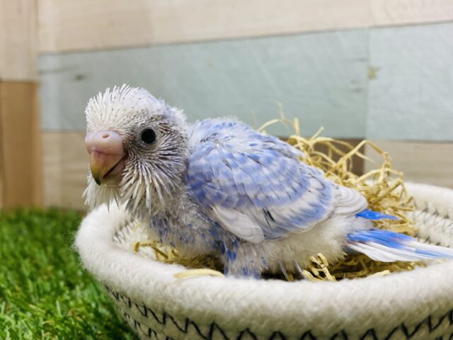 ☁️空から舞い降りてきた天使ちゃん💙セキセイインコ（スパングル）