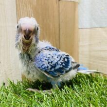 てちてち歩くよ探検隊‼️セキセイインコ（オパーリン）💙