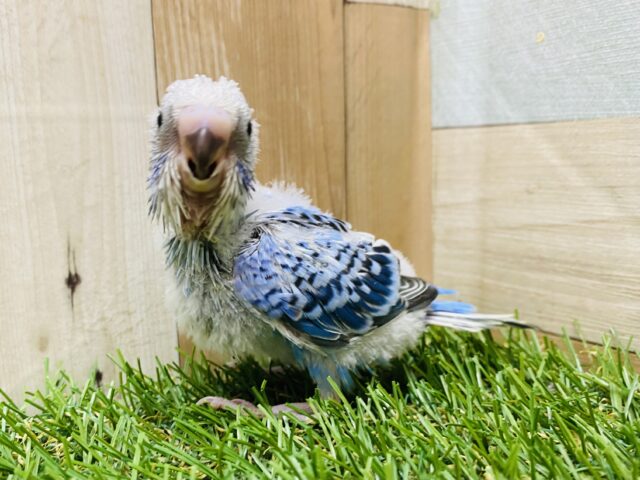 てちてち歩くよ探検隊‼️セキセイインコ（オパーリン）💙