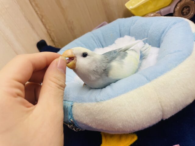 コザクラインコ（小桜インコ）