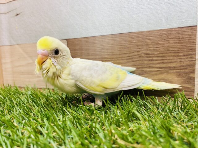 セキセイインコ