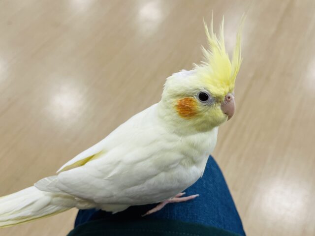 オカメインコ