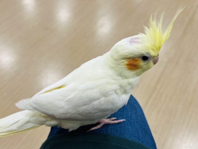 オカメインコ