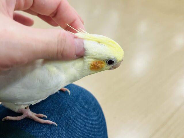 オカメインコ