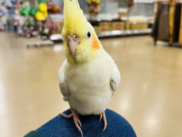 オカメインコ