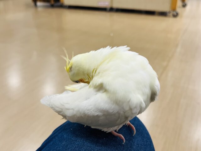 オカメインコ