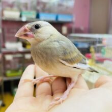 最新画像あります⭐️元気いっぱいにごはんをおくれ〜💕桜文鳥のヒナ！