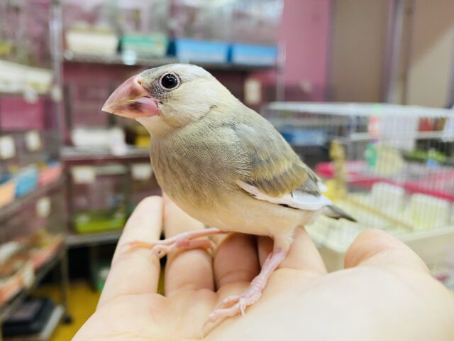 最新画像あります⭐️元気いっぱいにごはんをおくれ〜💕桜文鳥のヒナ！