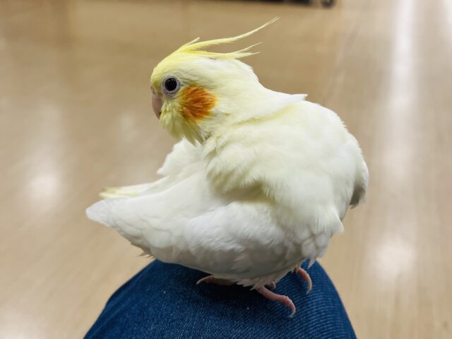 オカメインコ