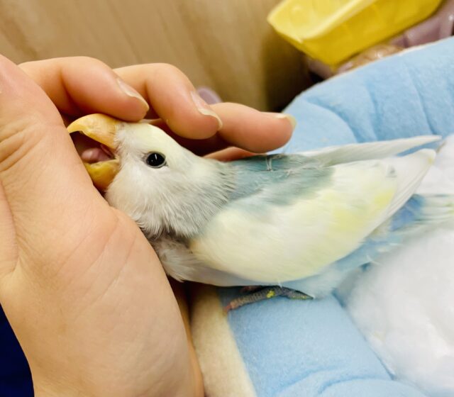 岩手県一関市 ペット 子桜インコ 人気