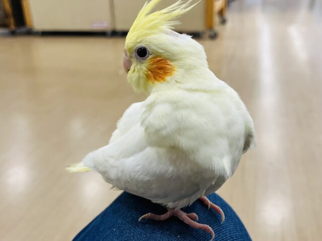 オカメインコ