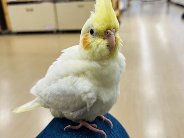 オカメインコ