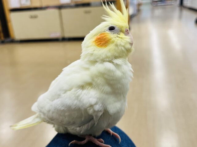 オカメインコ