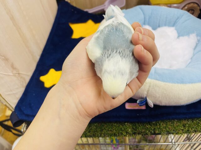 コザクラインコ（小桜インコ）