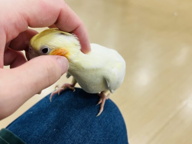 オカメインコ