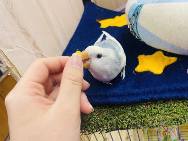 コザクラインコ（小桜インコ）