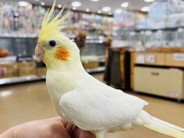 オカメインコ