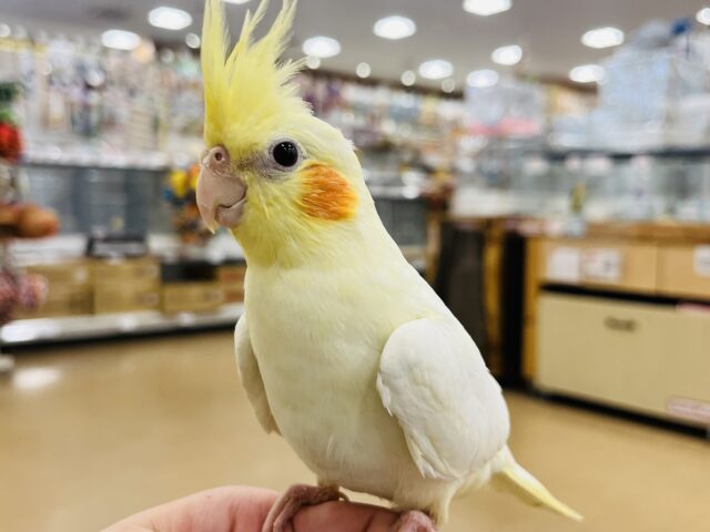 オカメインコ