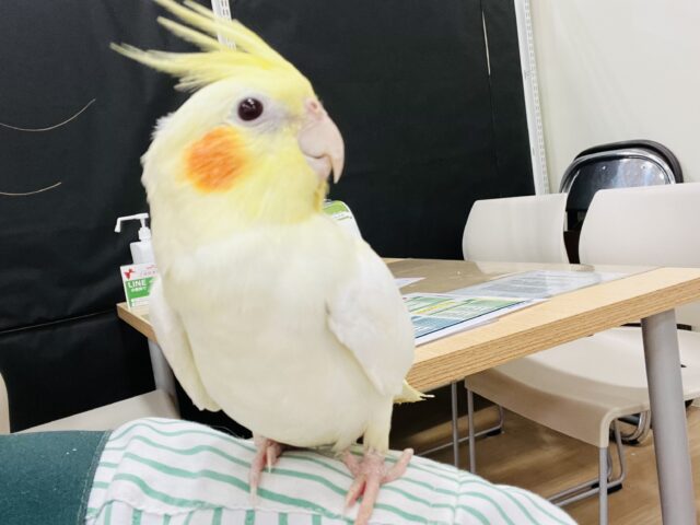 オカメインコ