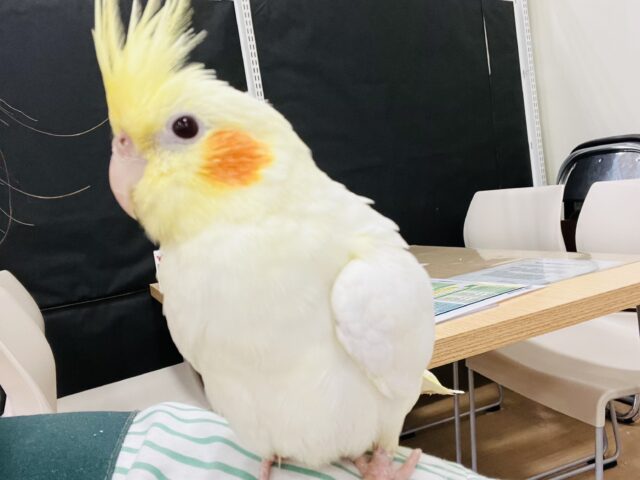 オカメインコ