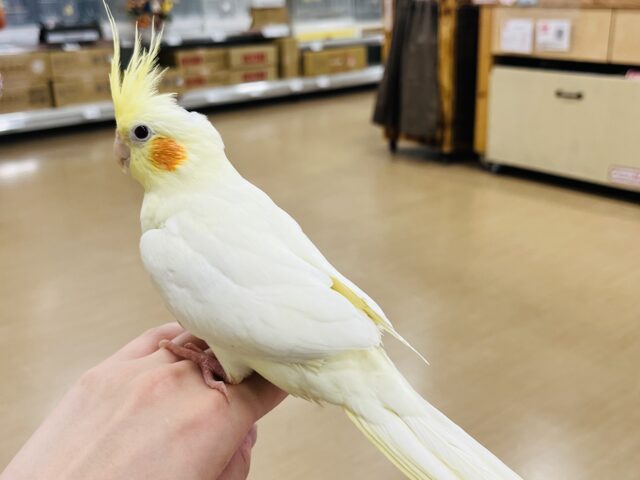 オカメインコ