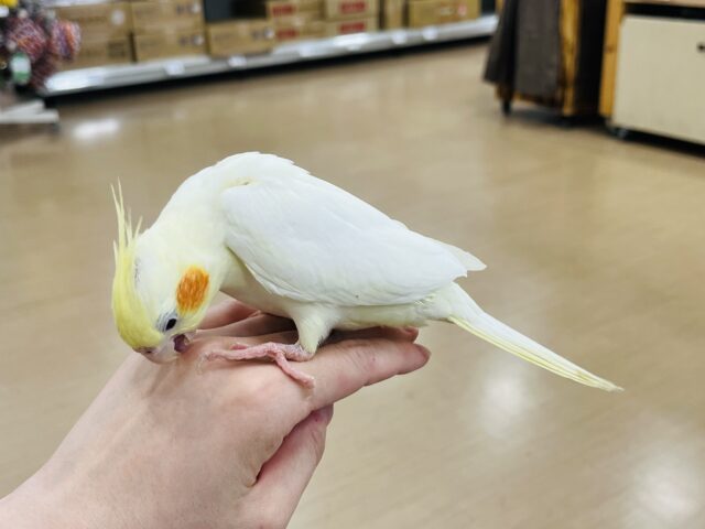 オカメインコ