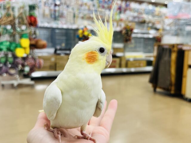 オカメインコ