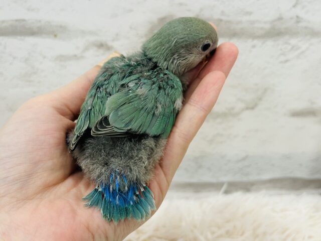 コザクラインコ（小桜インコ）