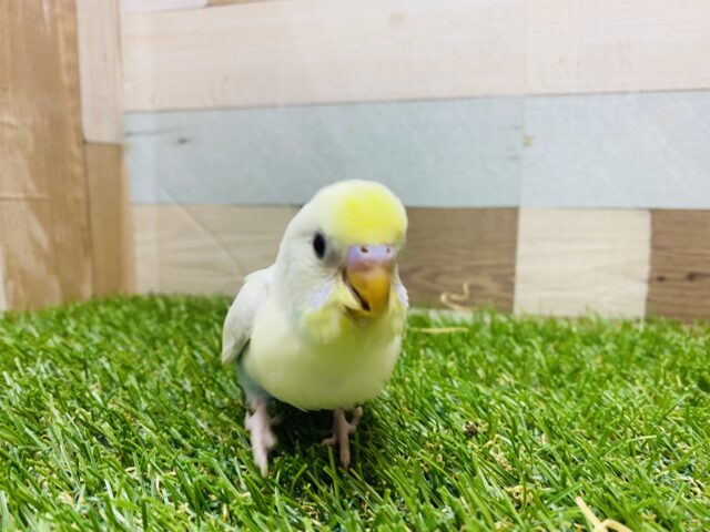 セキセイインコ