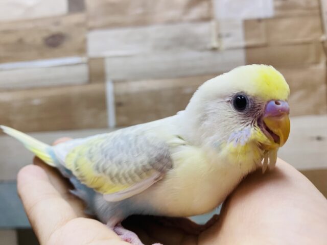 最新画像有ります✨フワフワわたあめ何味かなぁ❓淡くてｶﾜｲｲ🩷セキセイインコ（パステルレインボーパイド）