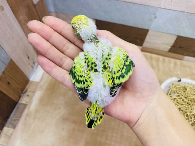 セキセイインコ