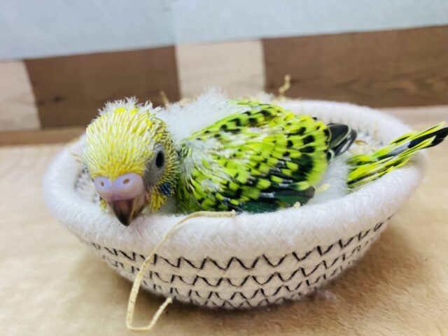 セキセイインコ