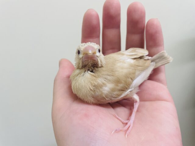 シナモン文鳥