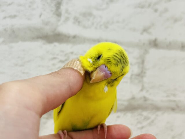 セキセイインコ