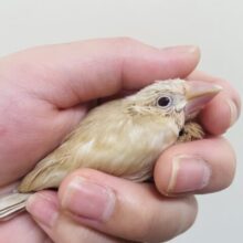 【最新画像更新🪄】無表情の中に見える可愛さ🐣シナモン文鳥　ヒナ