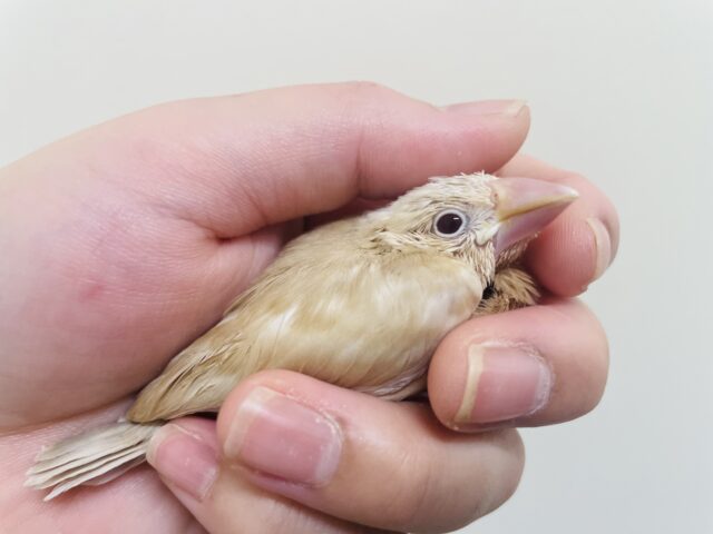 【最新画像更新🪄】無表情の中に見える可愛さ🐣シナモン文鳥　ヒナ