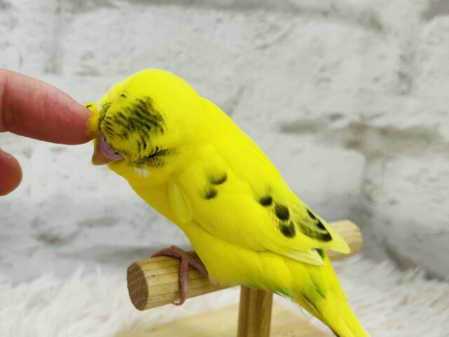 セキセイインコ