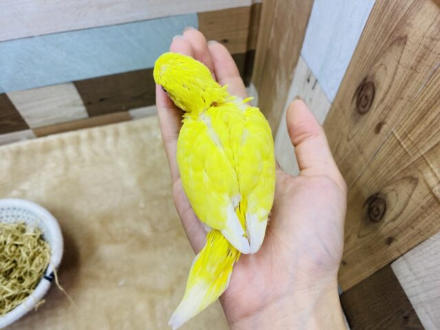 セキセイインコ