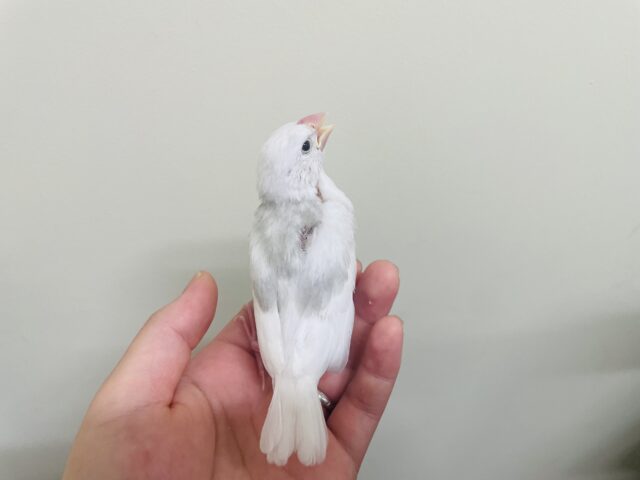 白文鳥