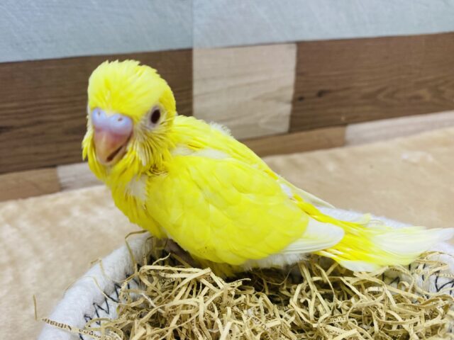 背筋ピーんと❗️元気印のイエローです💛セキセイインコのルチノー